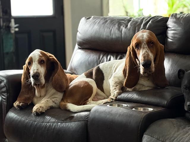 Enlarge Beau, an adoptable Basset Hound in Hummelstown, PA image 3/4