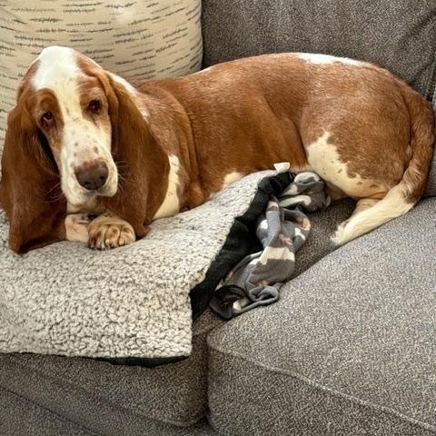 Enlarge Beau, an adoptable Basset Hound in Hummelstown, PA image 2/4