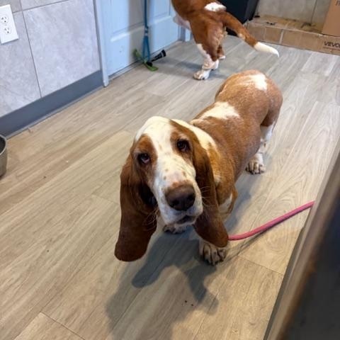 Enlarge Beau, an adoptable Basset Hound in Hummelstown, PA image 4/4