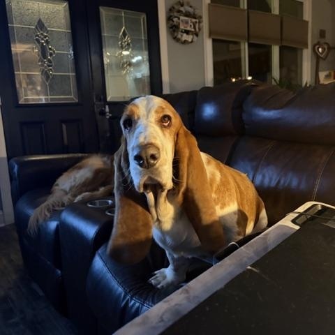 Beau, adoptable, Adult Male Basset Hound.