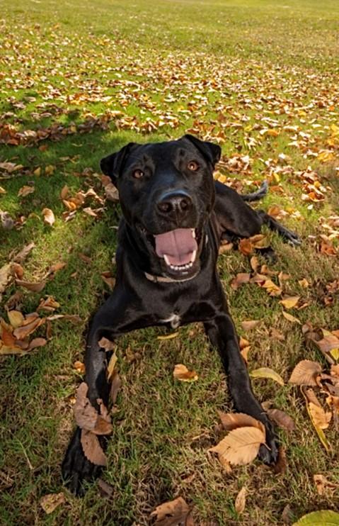 EBONY - WHAT A DOLL!, a Adoptable mixed breed in Harrisburg, PA image 3/4