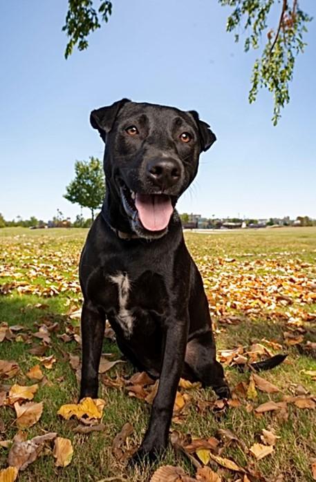 EBONY - WHAT A DOLL!, Adoptable, Young Female Labrador Retriever & Great Dane.