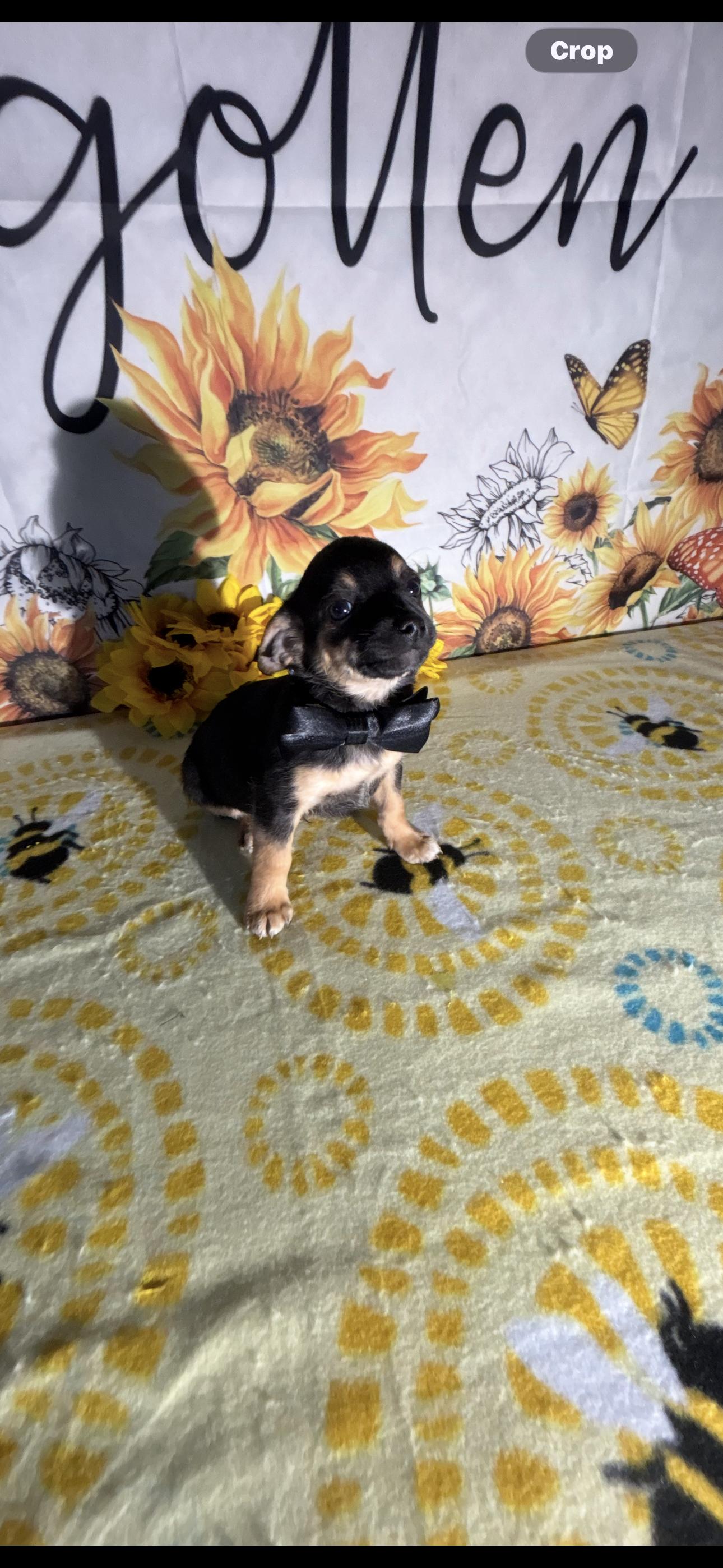 Billy Ray , a ADOPTABLE mixed breed in Cottonwood, CA image 4/5
