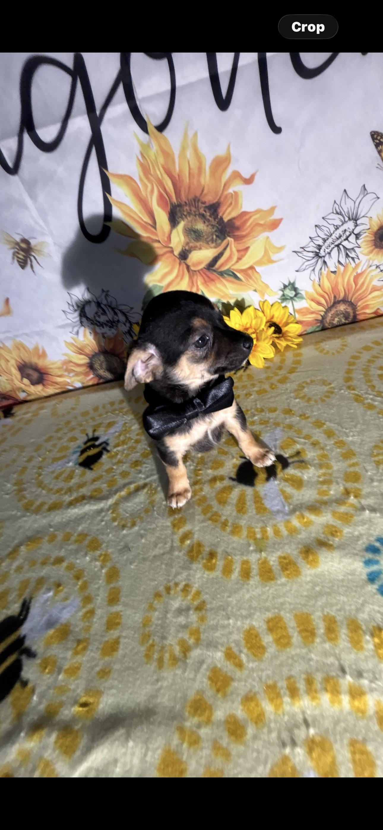 Billy Ray , a ADOPTABLE mixed breed in Cottonwood, CA image 2/5