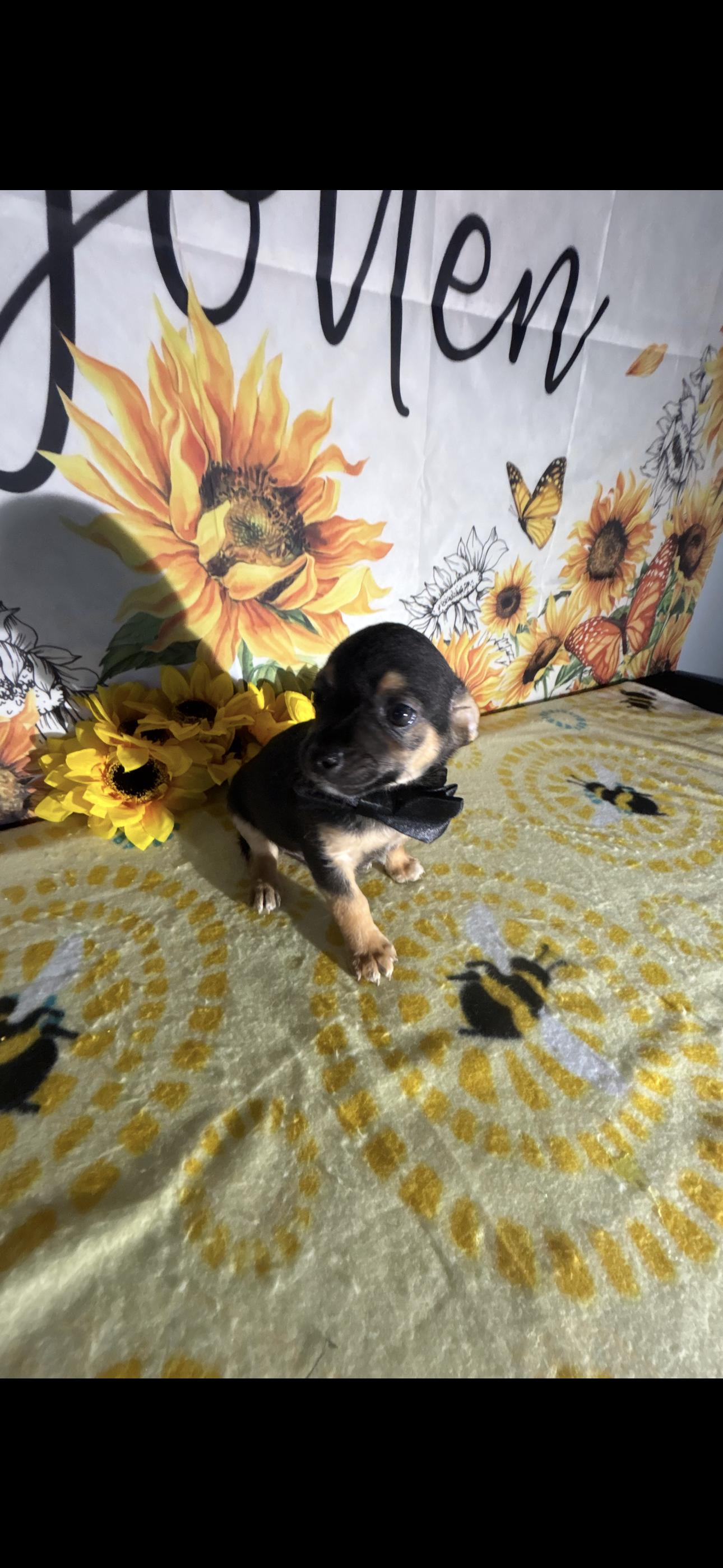 Billy Ray , ADOPTABLE, Puppy Male Chug.