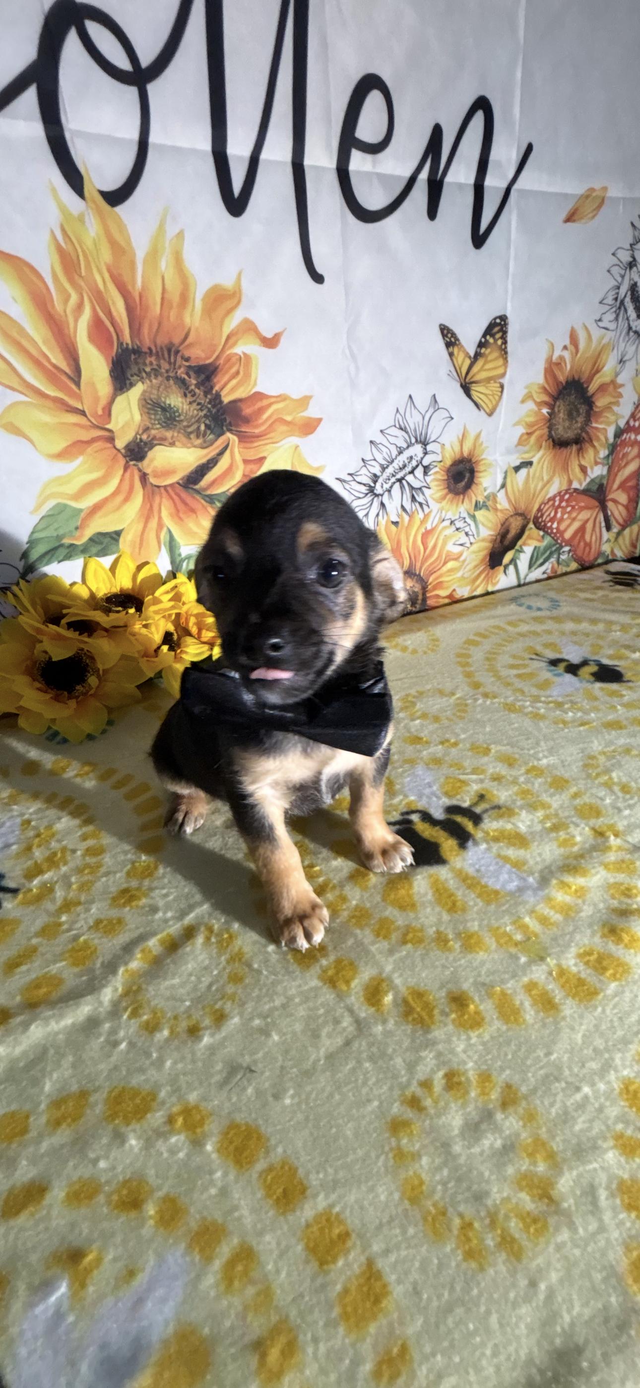 Billy Ray , a ADOPTABLE mixed breed in Cottonwood, CA image 3/5
