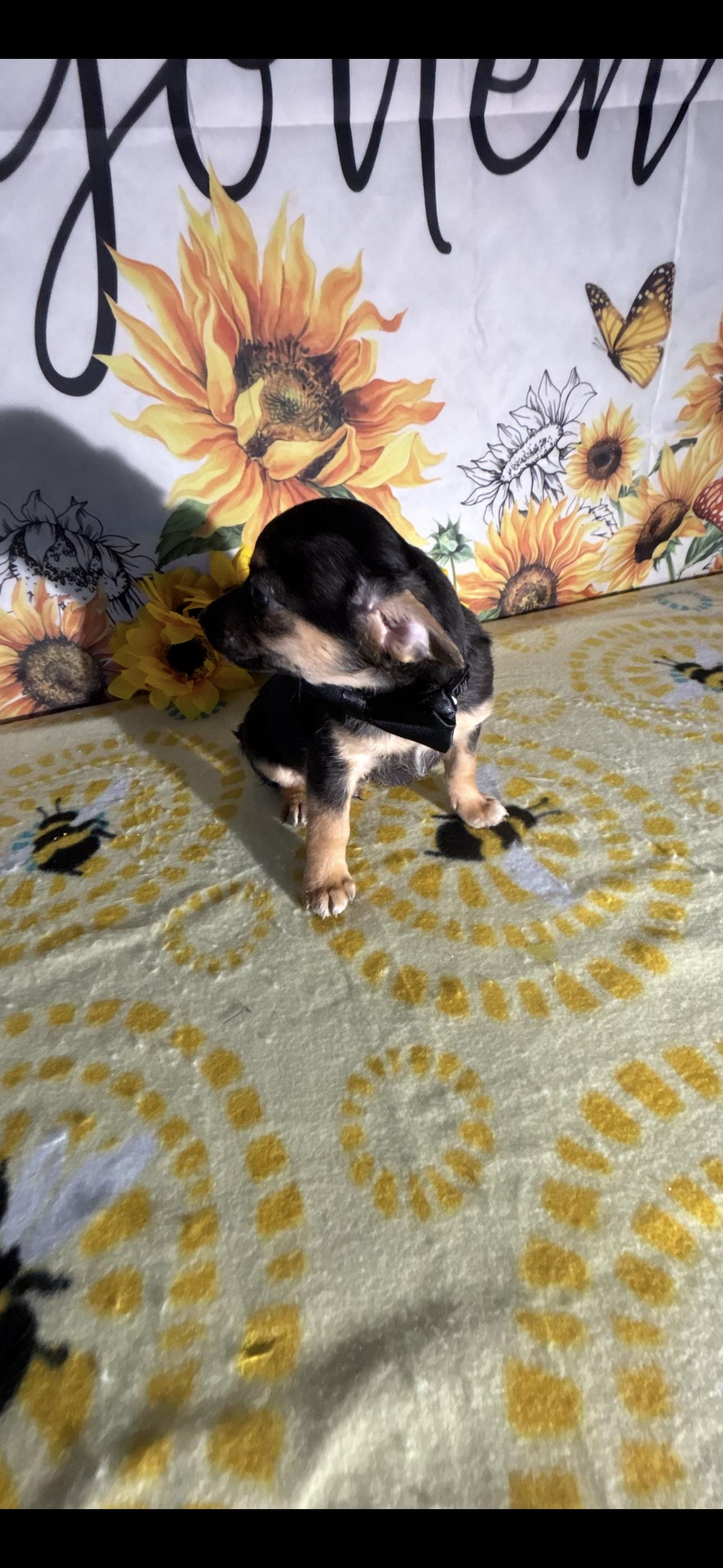 Billy Ray , a ADOPTABLE mixed breed in Cottonwood, CA image 5/5