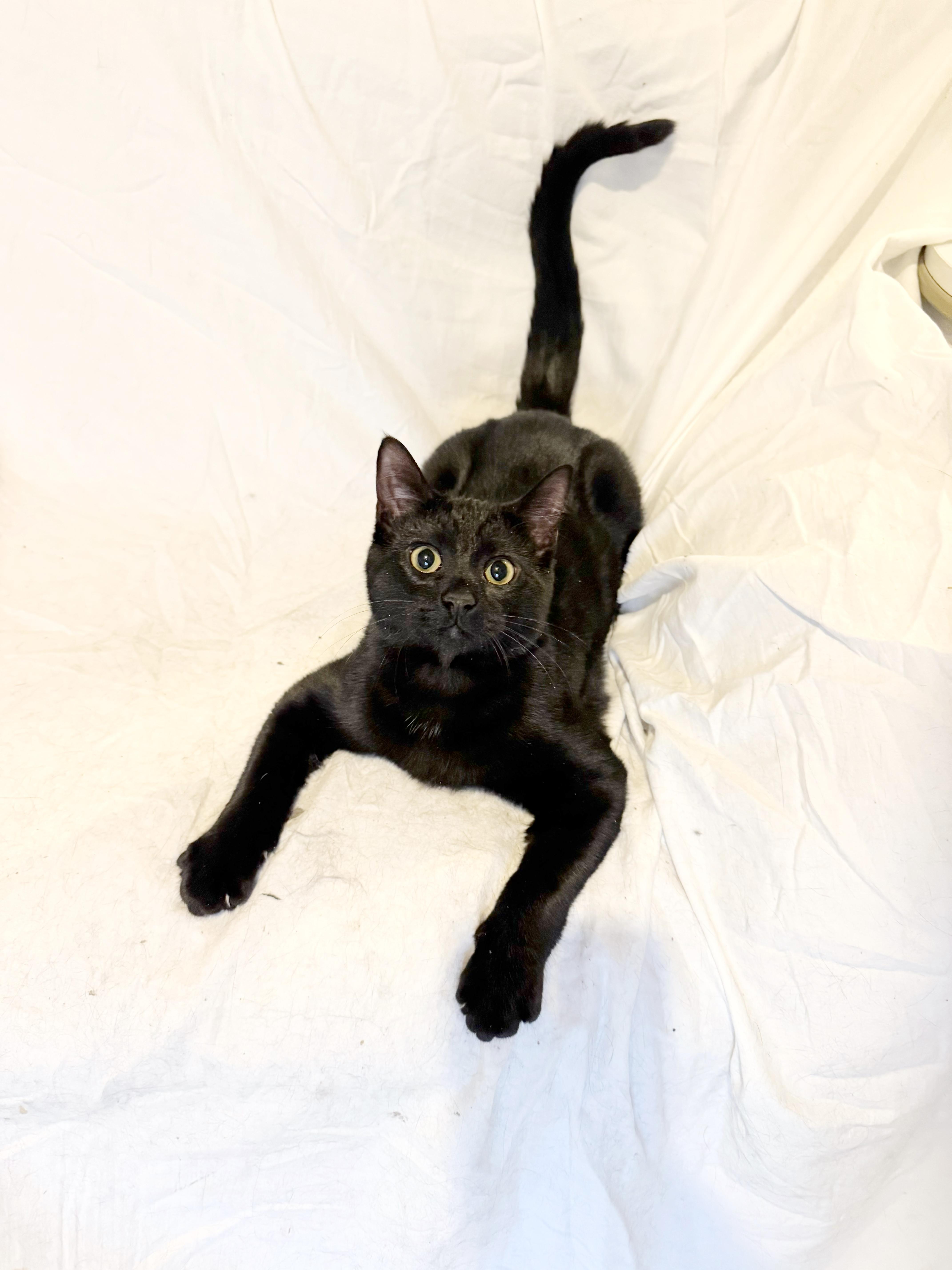 Enlarge Jelly & Peach, a ADOPTABLE mixed breed in Kennebunk , ME image 4/5