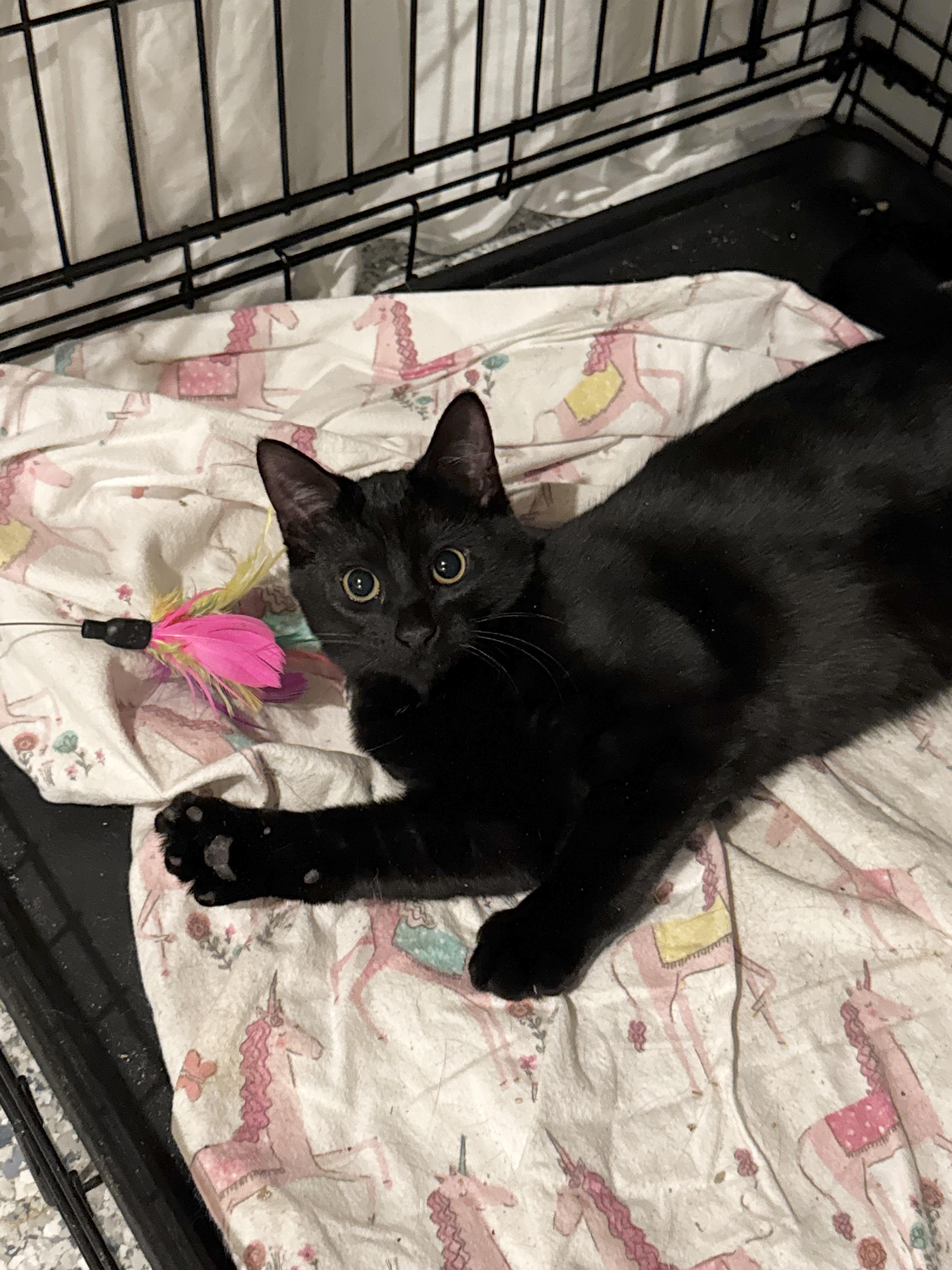 Enlarge Jelly & Peach, a ADOPTABLE mixed breed in Kennebunk , ME image 5/5