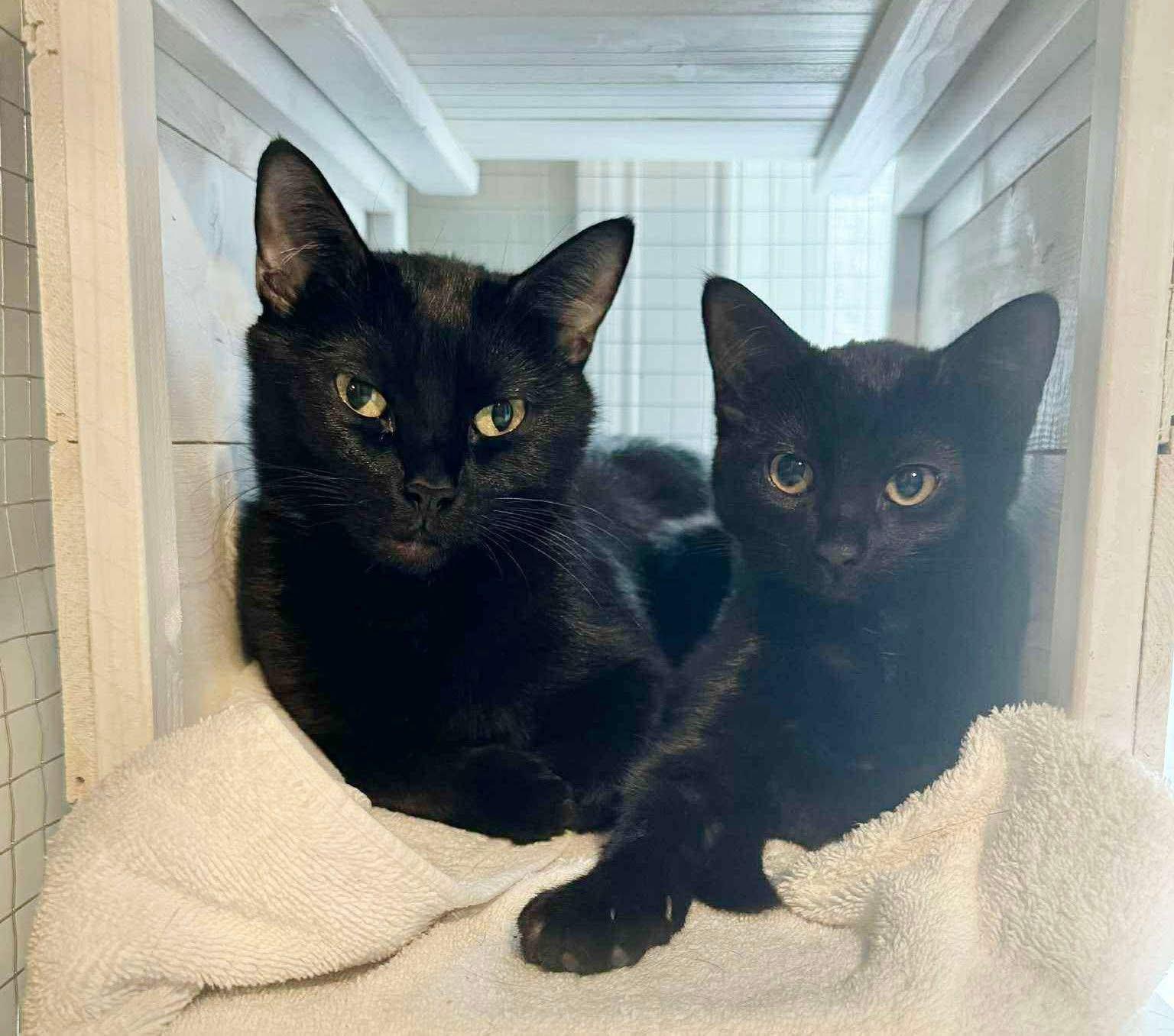 Enlarge Jelly & Peach, a ADOPTABLE mixed breed in Kennebunk , ME image 1/5