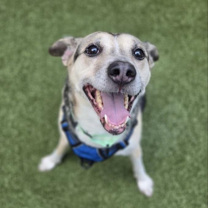 Enlarge Kima, a Adoptable Mixed Breed in Wantagh, NY image 1/6