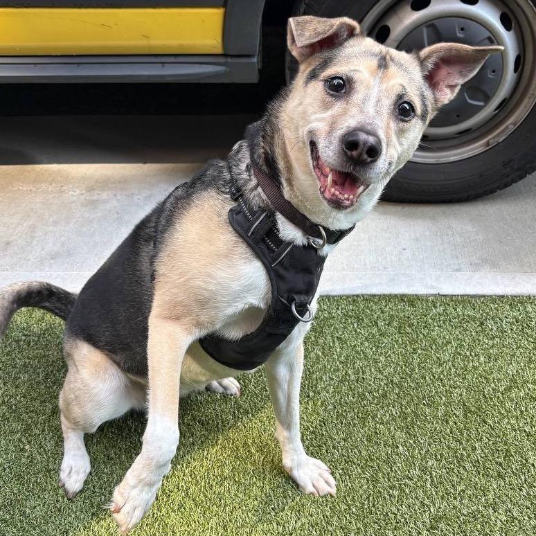 Enlarge Kima, a Adoptable Mixed Breed in Wantagh, NY image 2/6