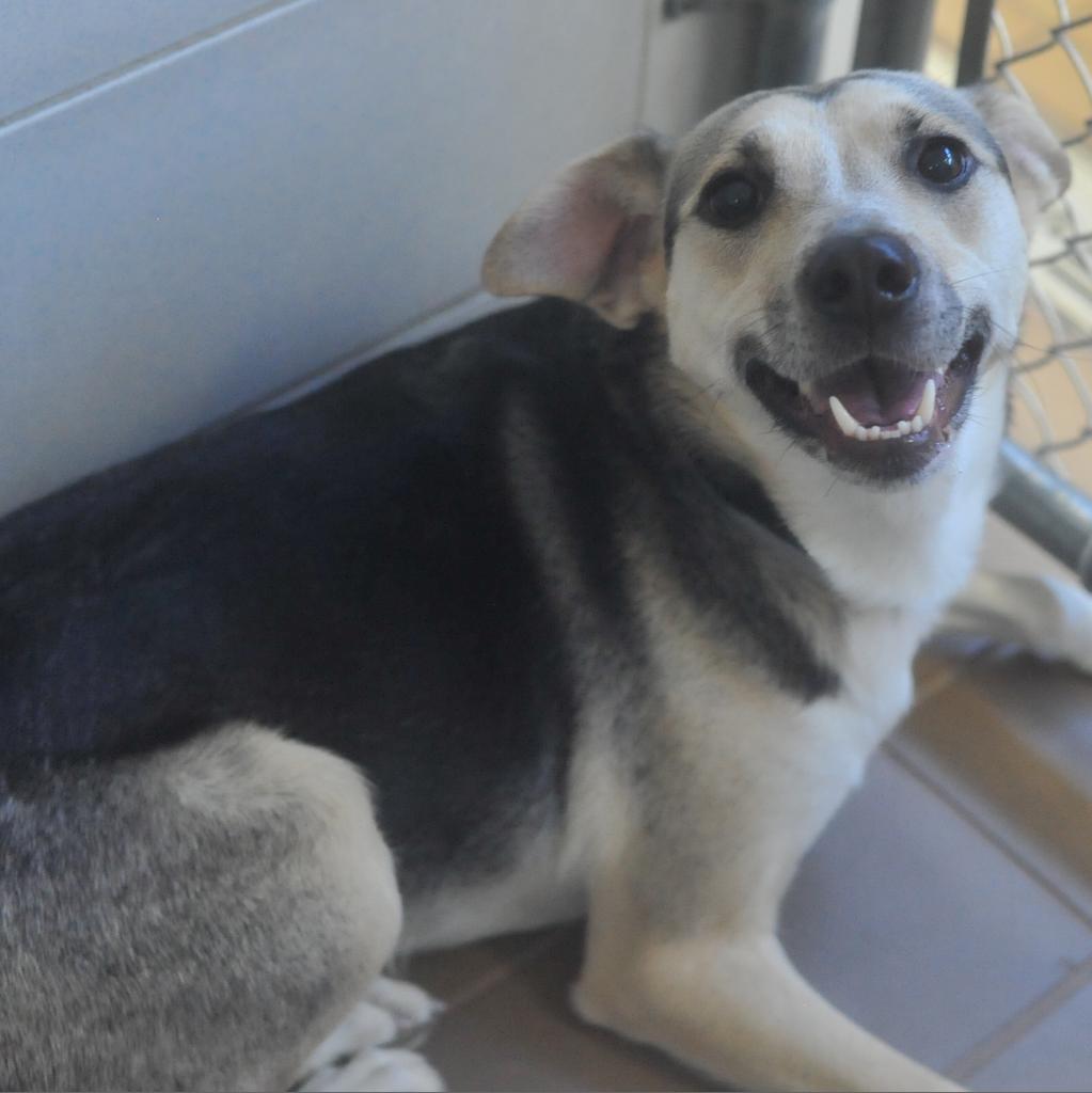 Enlarge Kima, a Adoptable Mixed Breed in Wantagh, NY image 3/6