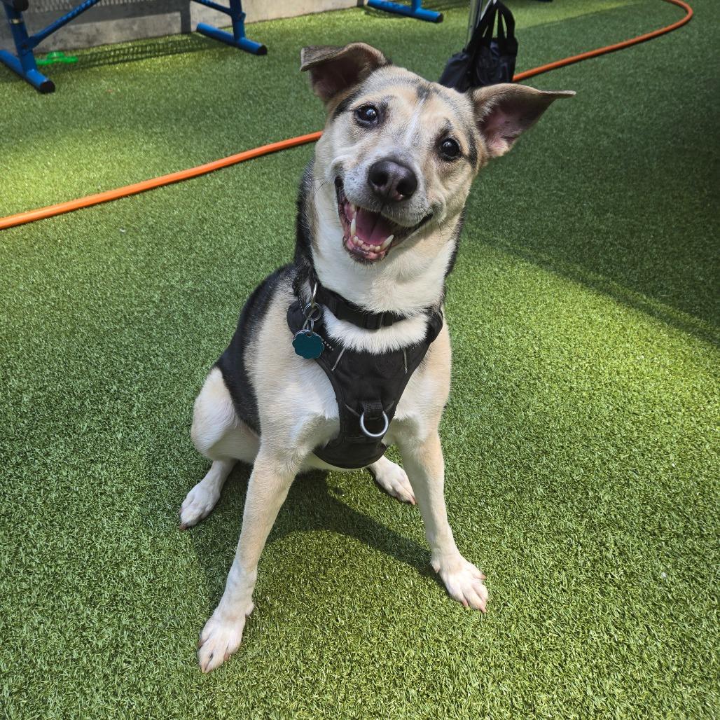 Enlarge Kima, a Adoptable Mixed Breed in Wantagh, NY image 4/6