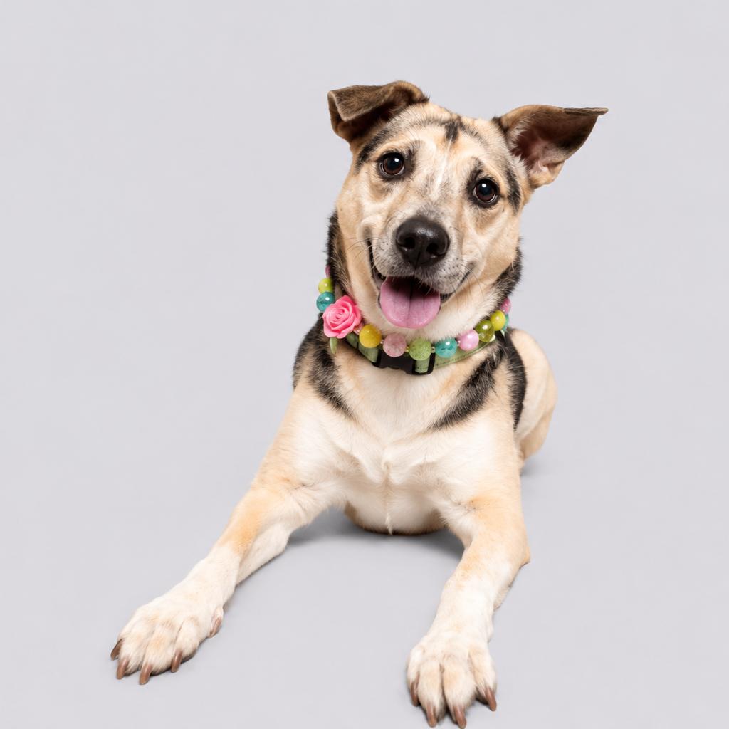 Enlarge Kima, a Adoptable Mixed Breed in Wantagh, NY image 5/6