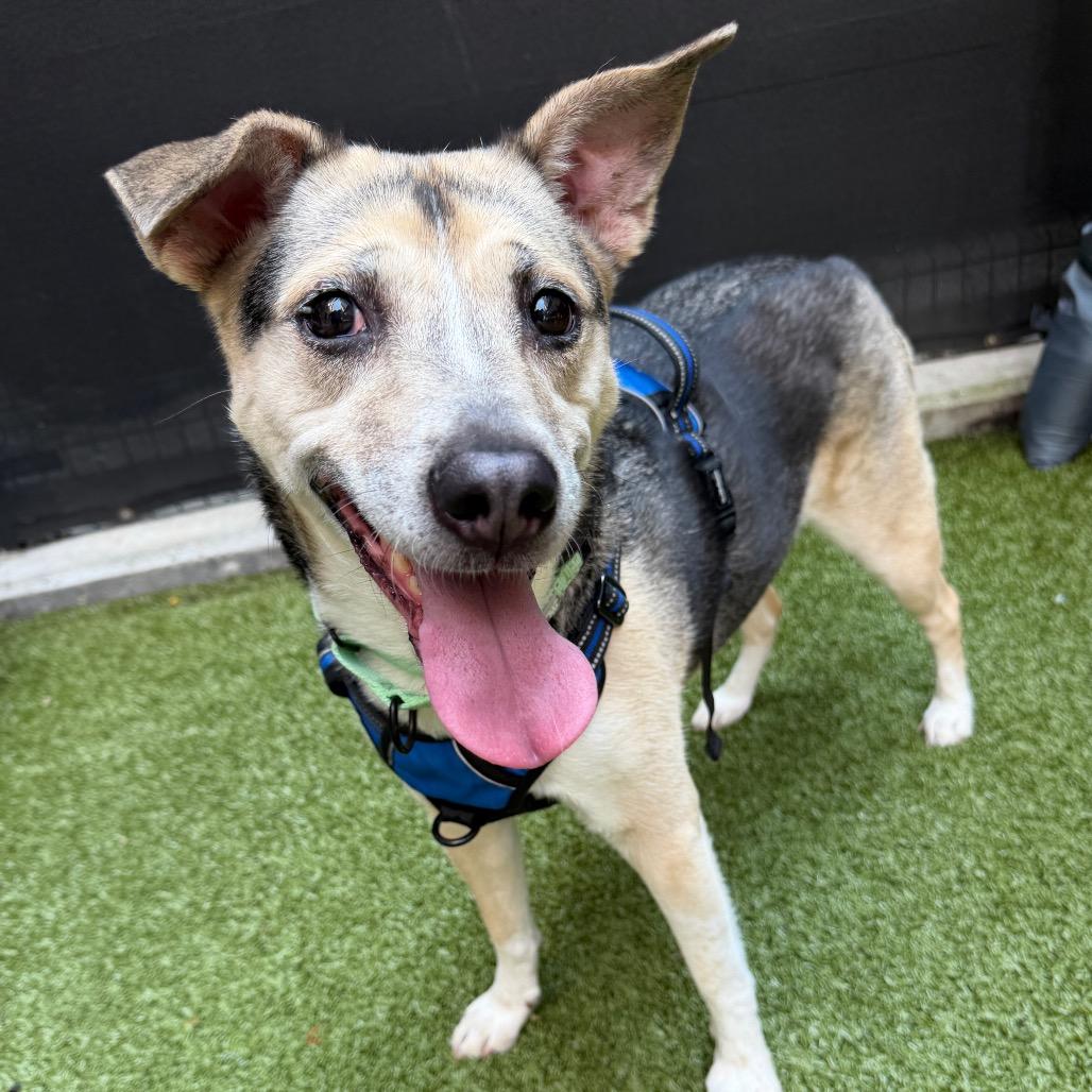 Enlarge Kima, a Adoptable Mixed Breed in Wantagh, NY image 6/6
