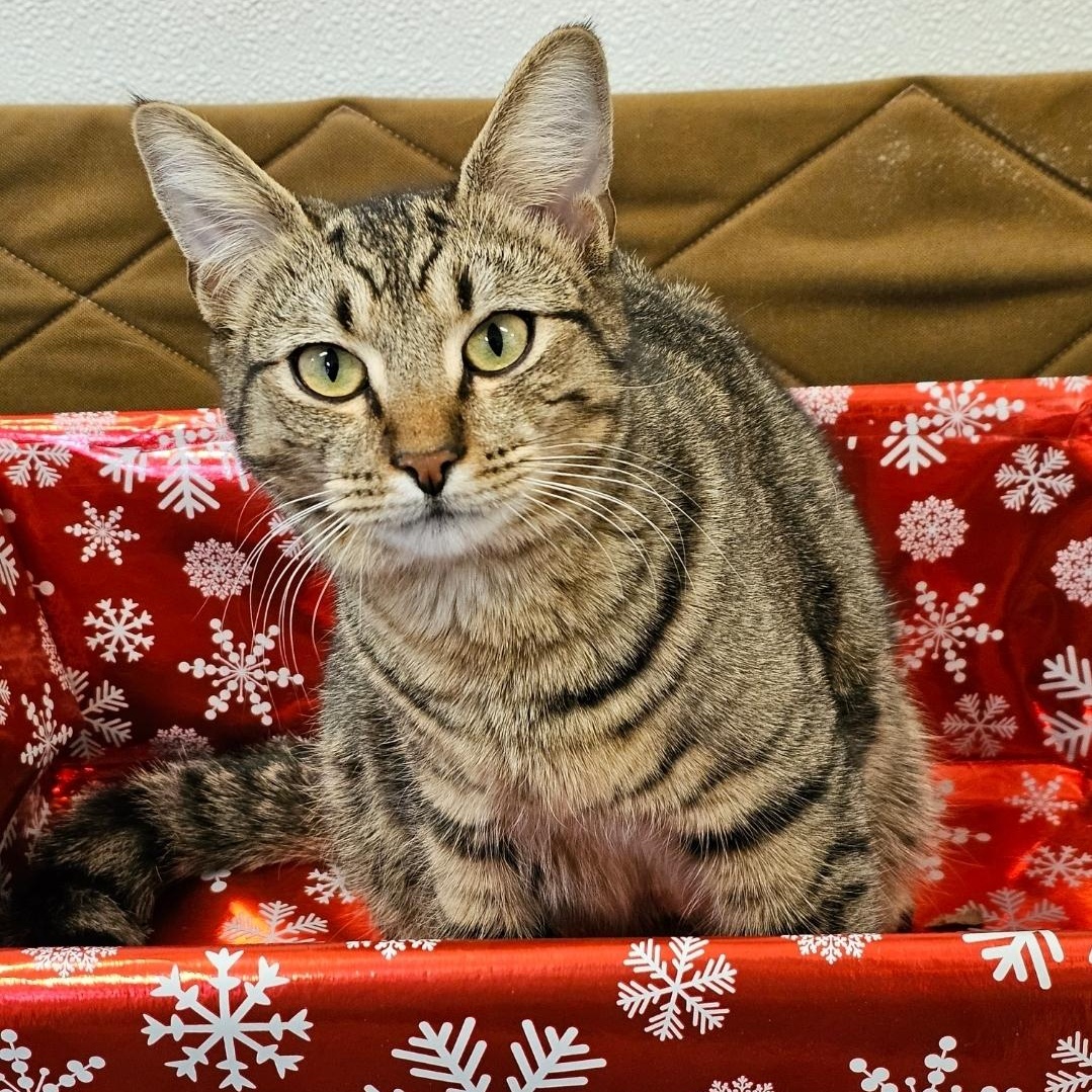 Enlarge Frodo, a Adoptable Domestic Short Hair in Waynesville, NC image 2/6