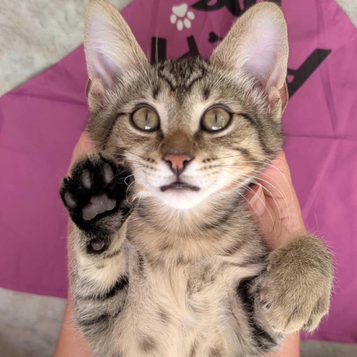 Enlarge Frodo, a Adoptable Domestic Short Hair in Waynesville, NC image 3/6