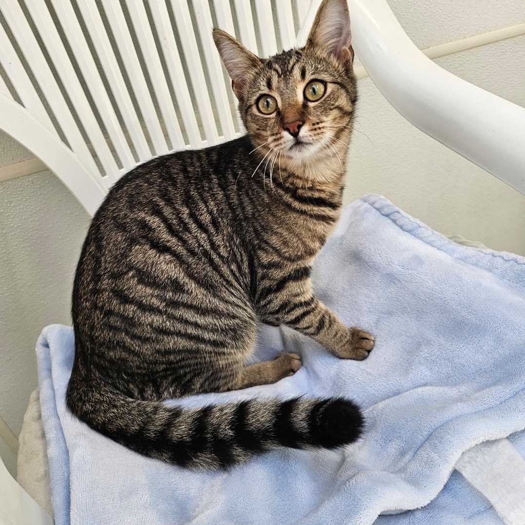 Enlarge Frodo, a Adoptable Domestic Short Hair in Waynesville, NC image 4/6