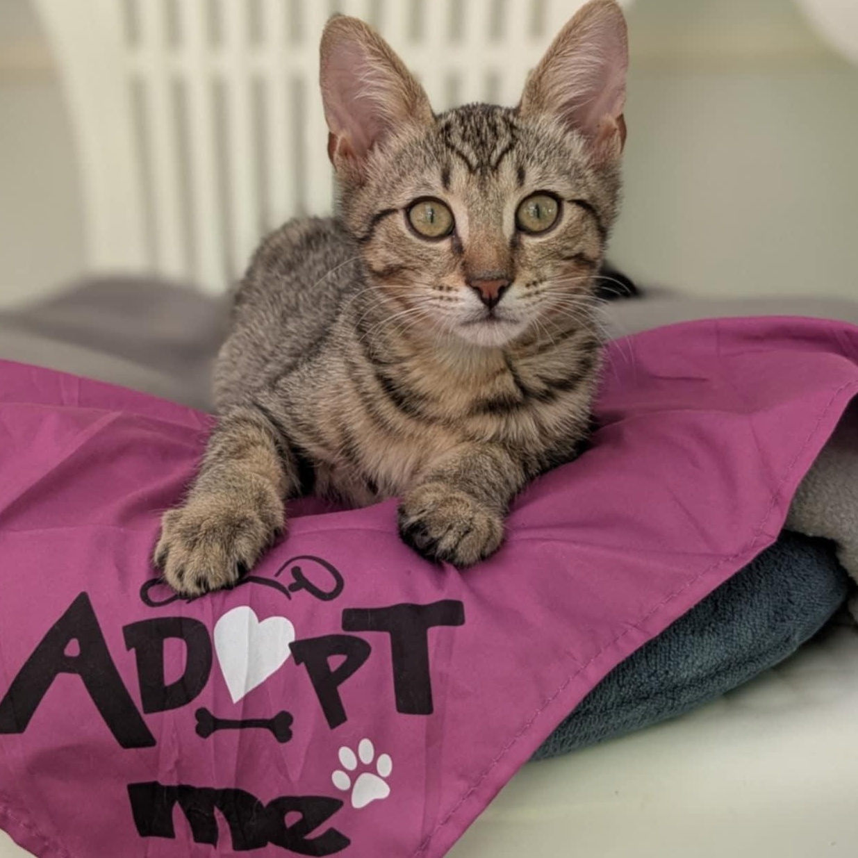 Enlarge Frodo, a Adoptable Domestic Short Hair in Waynesville, NC image 5/6