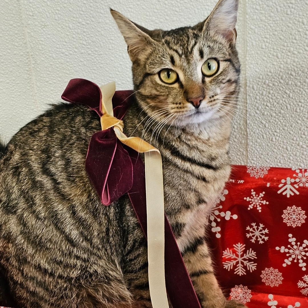 Enlarge Frodo, a Adoptable Domestic Short Hair in Waynesville, NC image 1/6