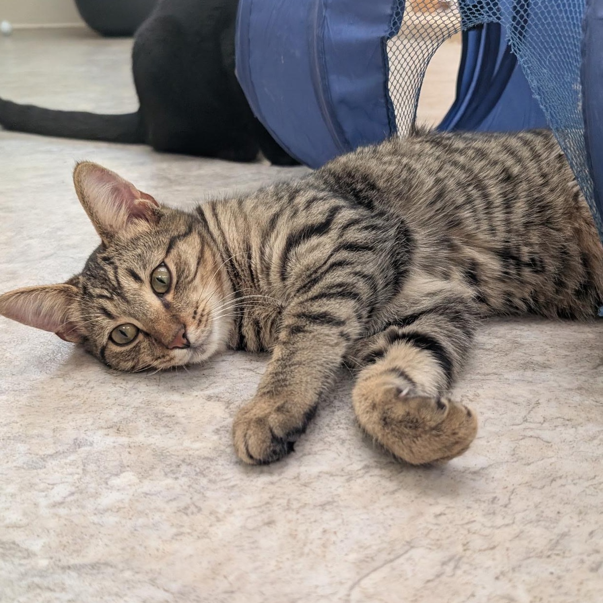 Enlarge Frodo, a Adoptable Domestic Short Hair in Waynesville, NC image 6/6