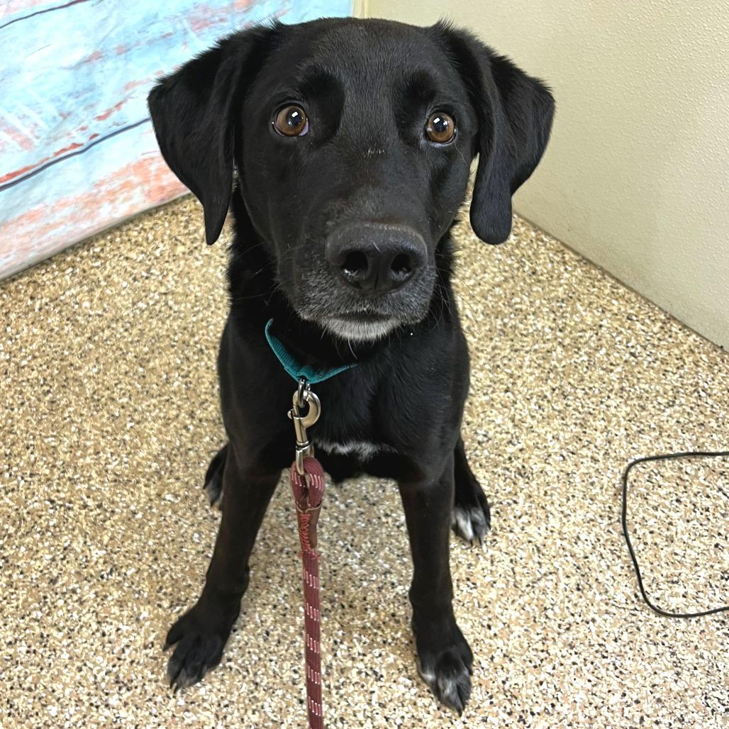 Oliver, Adoptable, Adult Male Mixed Breed.