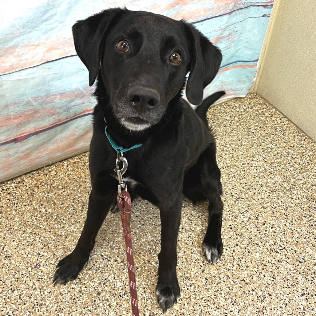 Enlarge Oliver, a Adoptable Mixed Breed in Cheyenne, WY image 1/2
