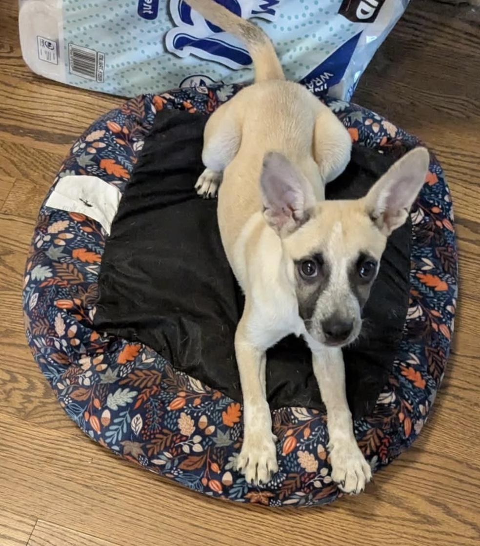 Enlarge Alani, a Adoptable mixed breed in Sugar Grove, IL image 1/1