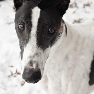 TAKE ON ME, Adopted, Adult Male Greyhound.