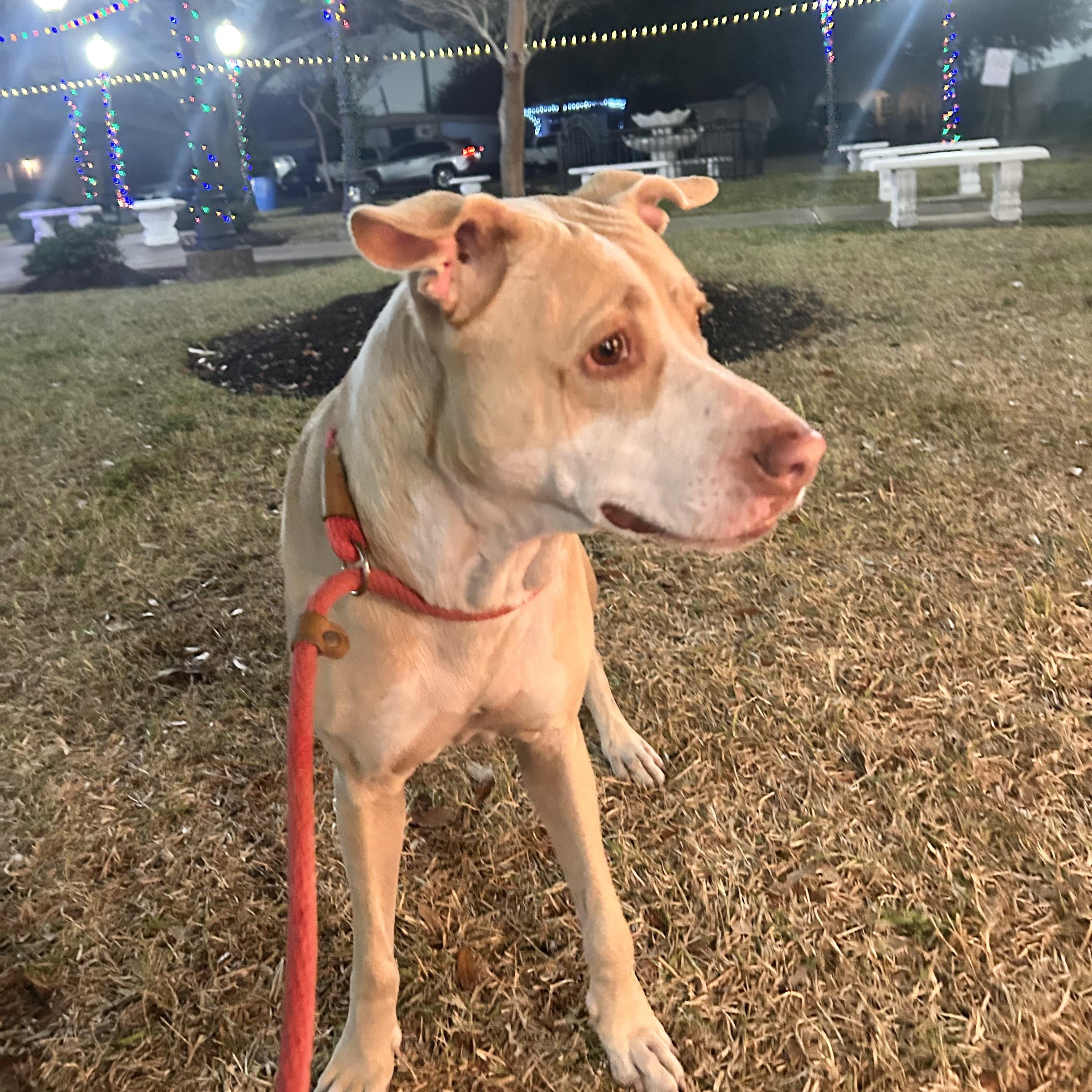 Enlarge Sandy, a Adoptable mixed breed in Buffalo, NY image 2/6