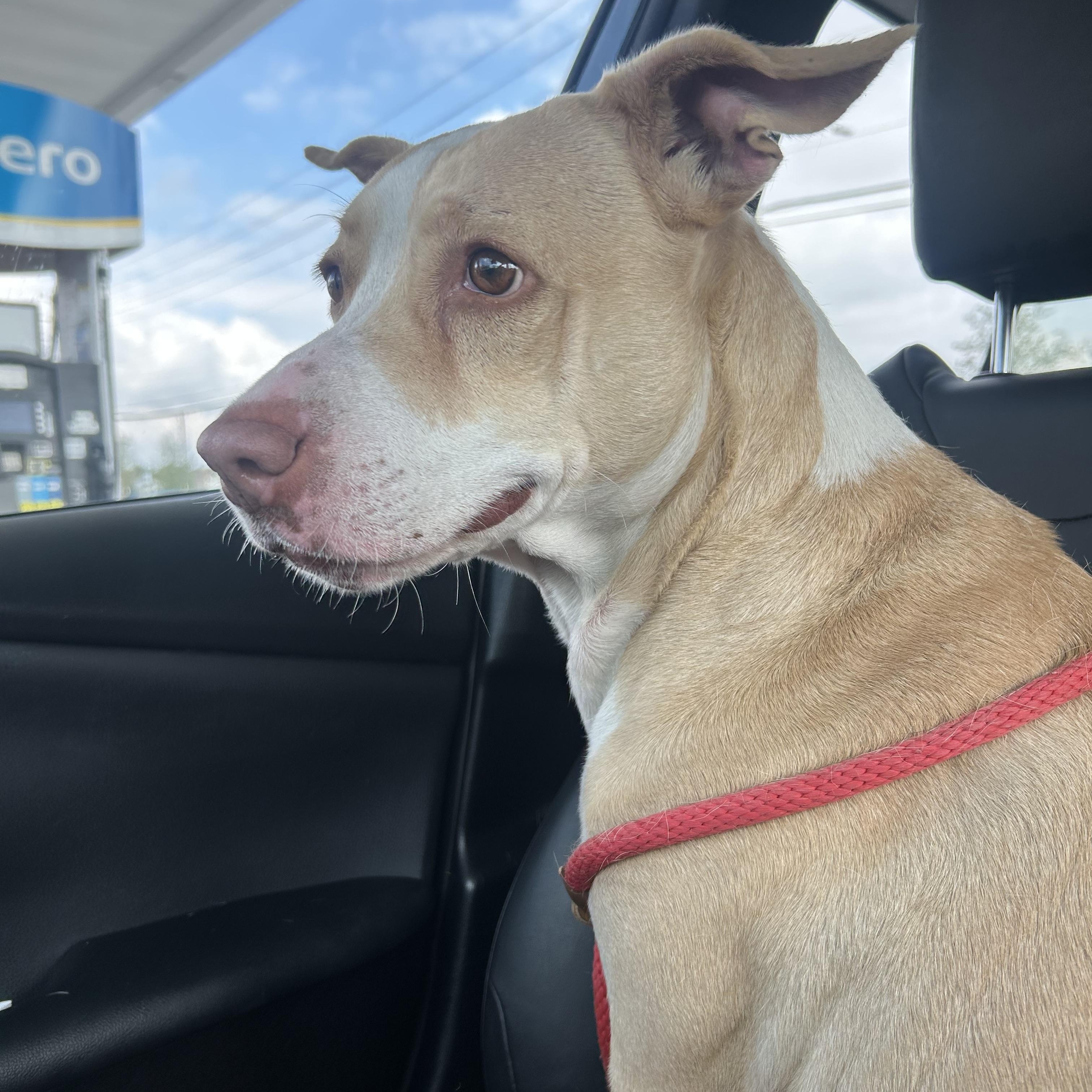 Enlarge Sandy, a Adoptable mixed breed in Buffalo, NY image 6/6