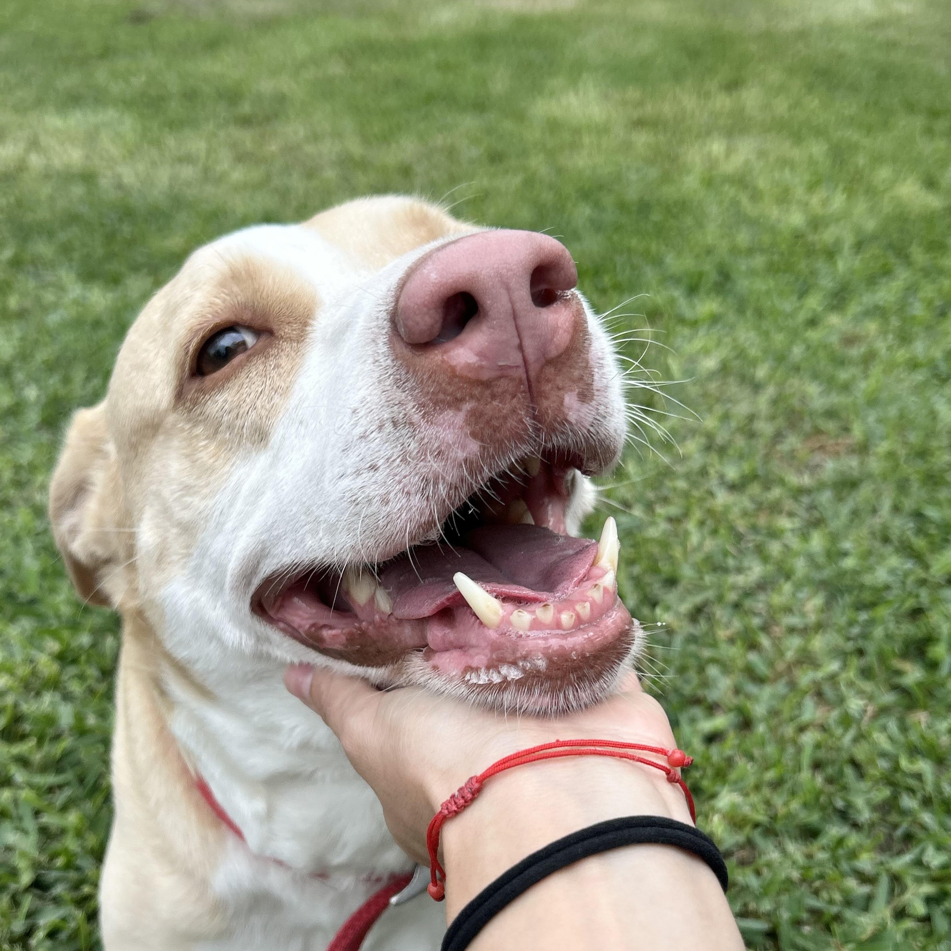 Enlarge Sandy, a Adoptable mixed breed in Buffalo, NY image 5/6