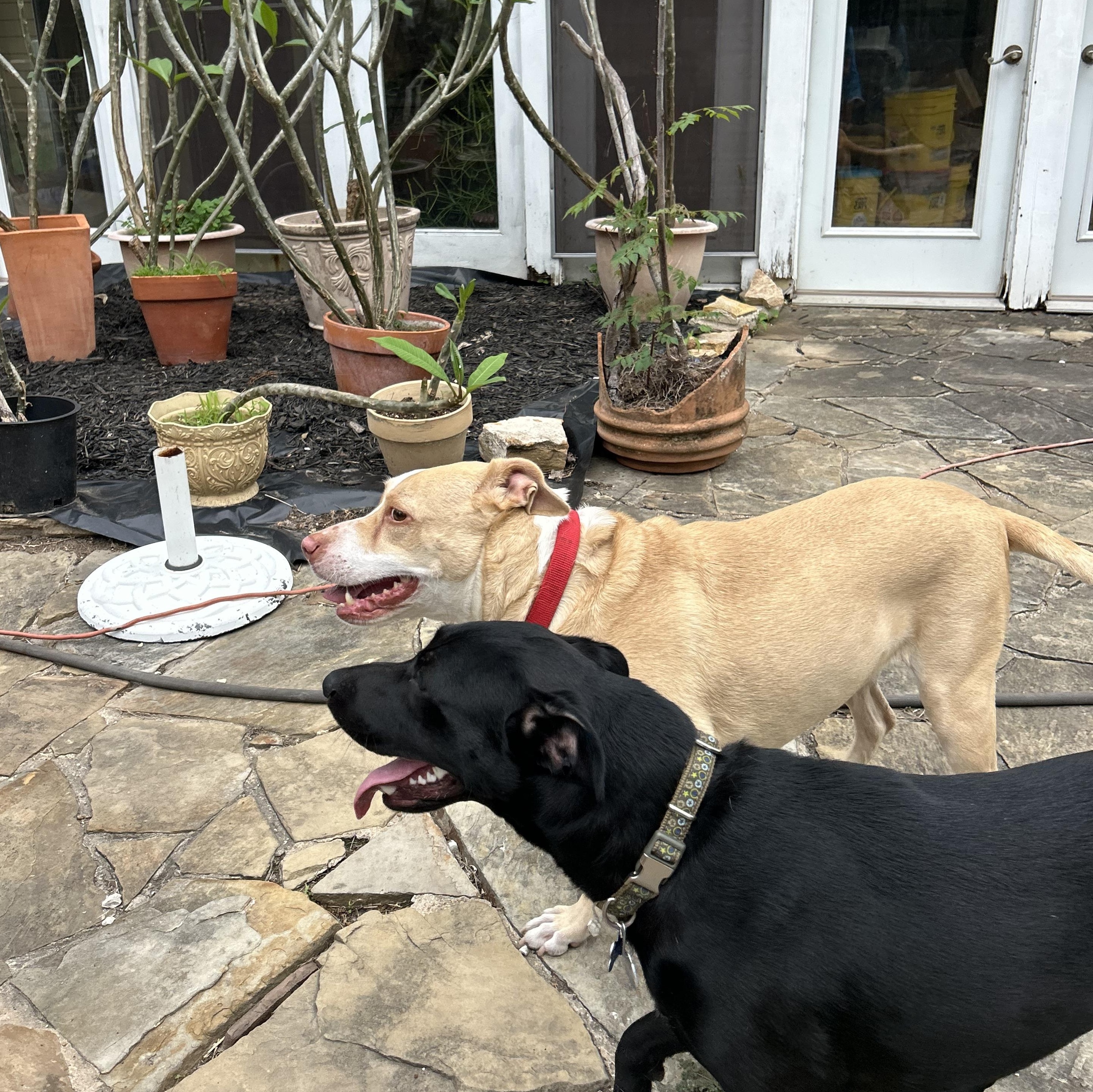 Enlarge Sandy, a Adoptable mixed breed in Buffalo, NY image 3/6