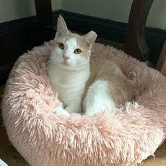 Prince Florence, Adoptable, Adult Male Domestic Short Hair.