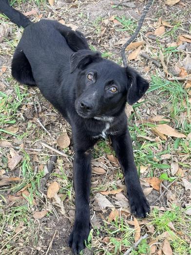 Piglet — thumbnail 2