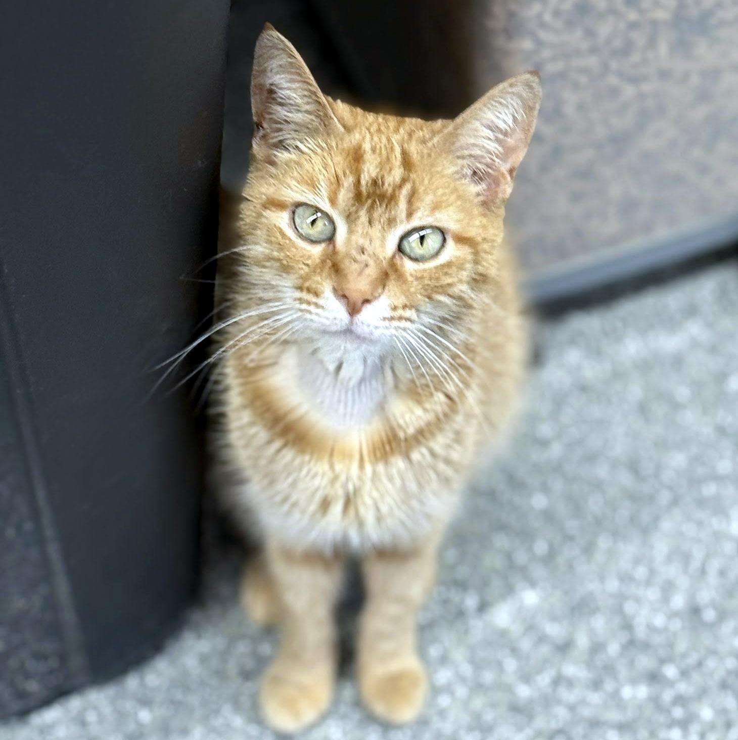 Enlarge Ariel, a ADOPTABLE Domestic Short Hair in Pittsburgh, PA image 1/4