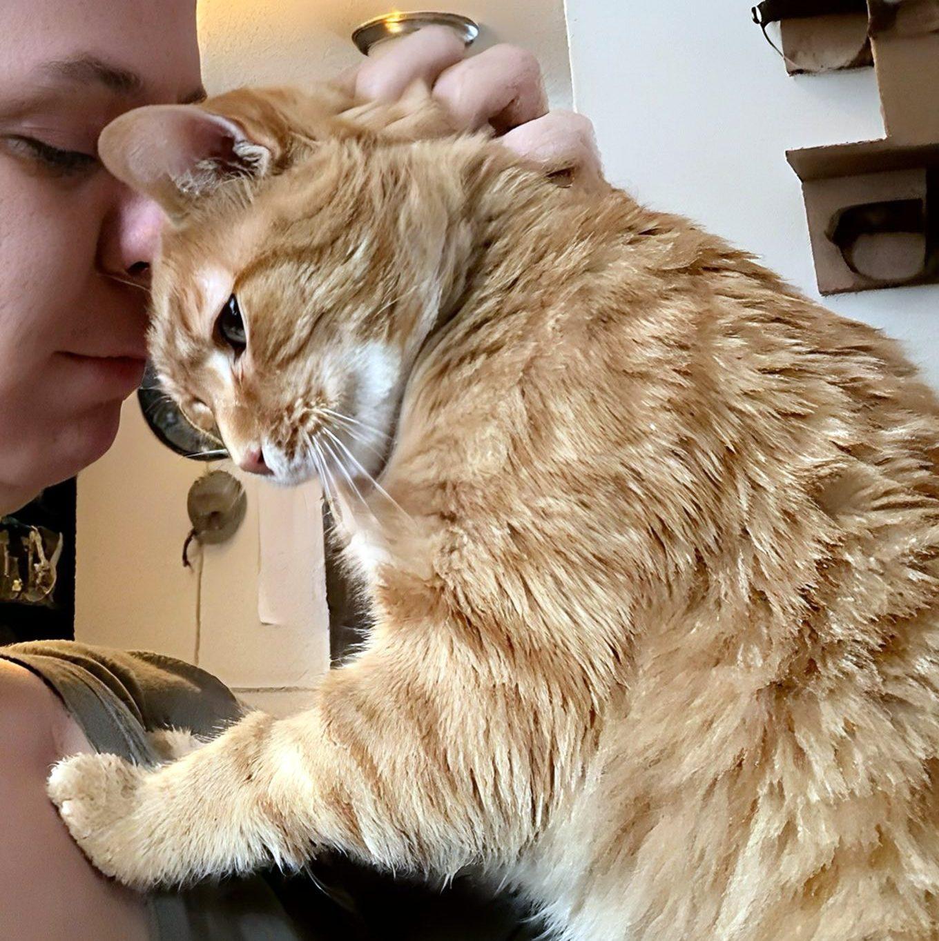 Enlarge Ariel, a ADOPTABLE Domestic Short Hair in Pittsburgh, PA image 2/4