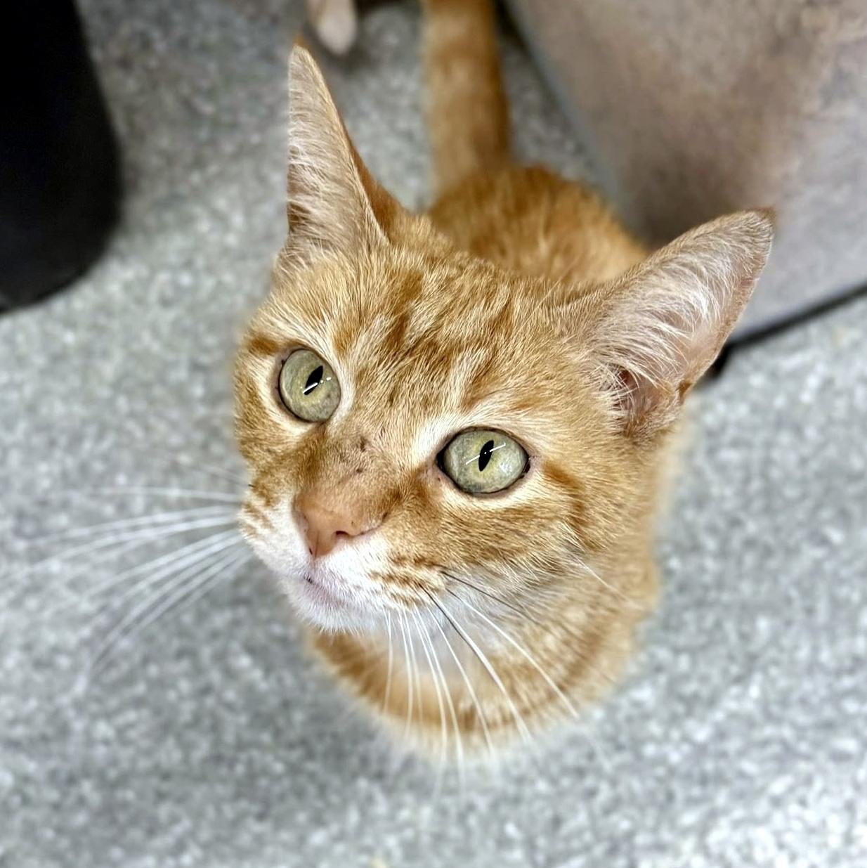 Enlarge Ariel, a ADOPTABLE Domestic Short Hair in Pittsburgh, PA image 3/4