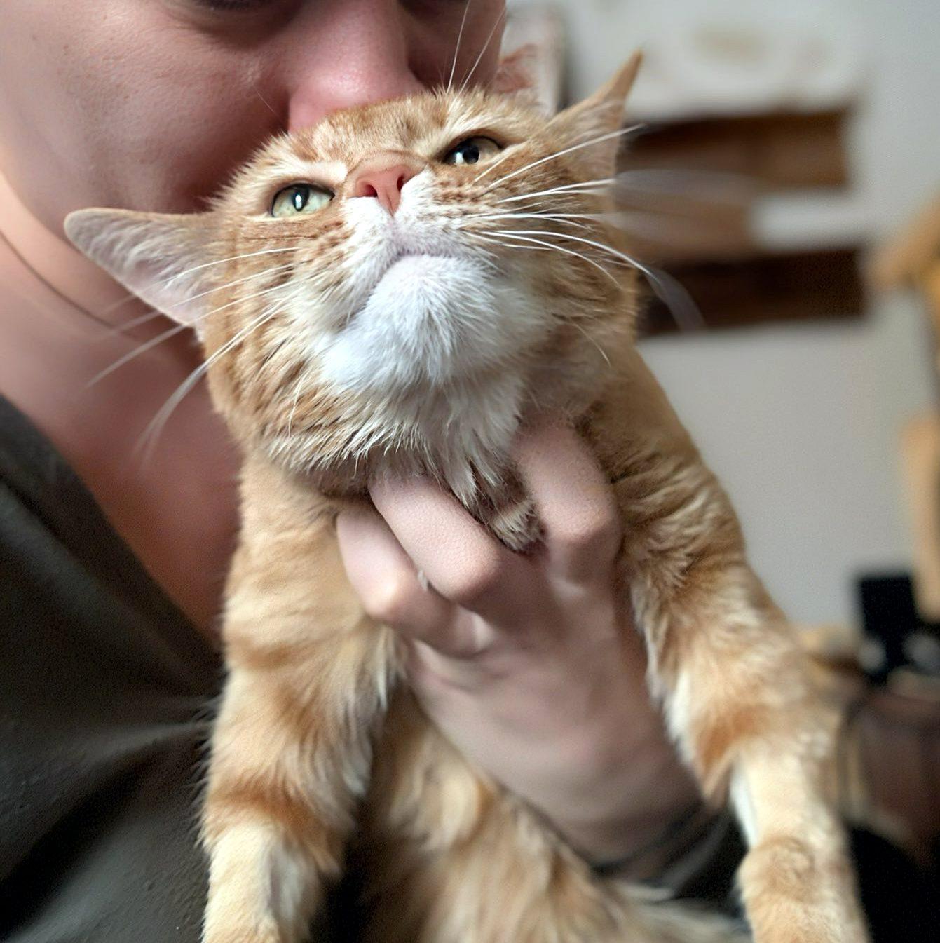 Enlarge Ariel, a ADOPTABLE Domestic Short Hair in Pittsburgh, PA image 4/4