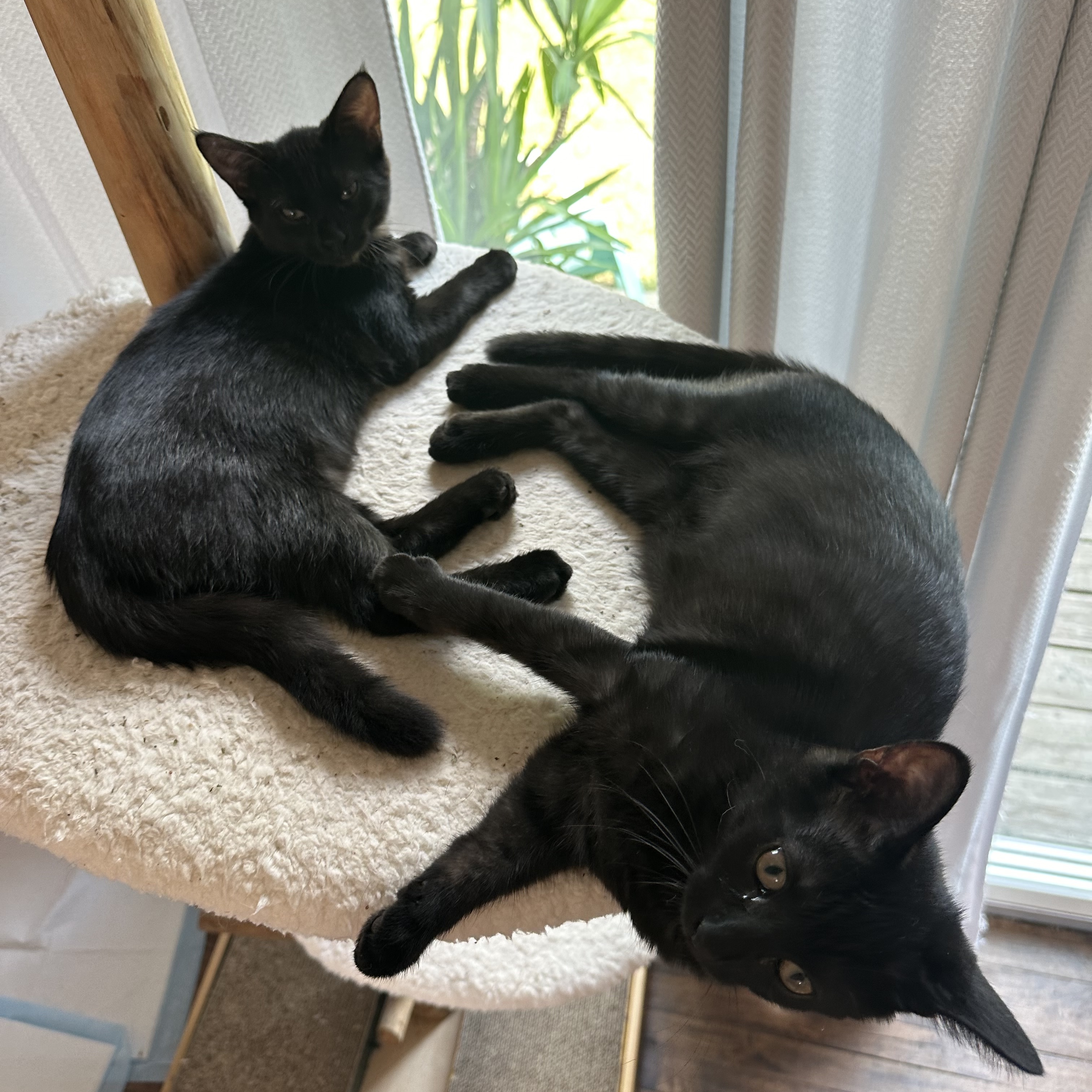 Cat for adoption Mavis Panther, a Bombay & Domestic Short Hair Mix in