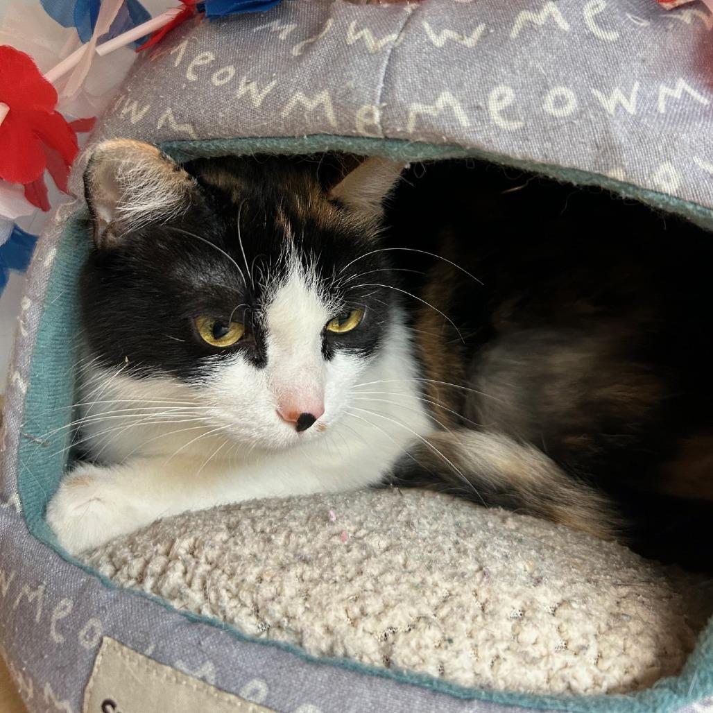Enlarge Stacky, a Adoptable Domestic Short Hair in Pittsburgh, PA image 1/6