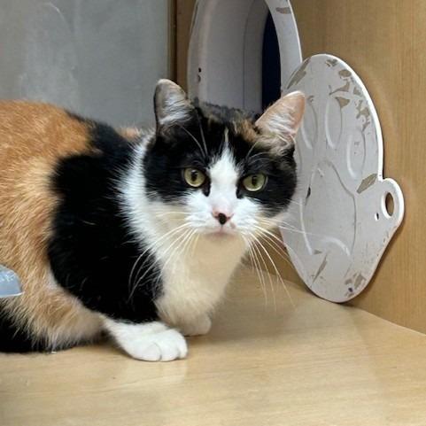 Enlarge Stacky, a Adoptable Domestic Short Hair in Pittsburgh, PA image 2/6
