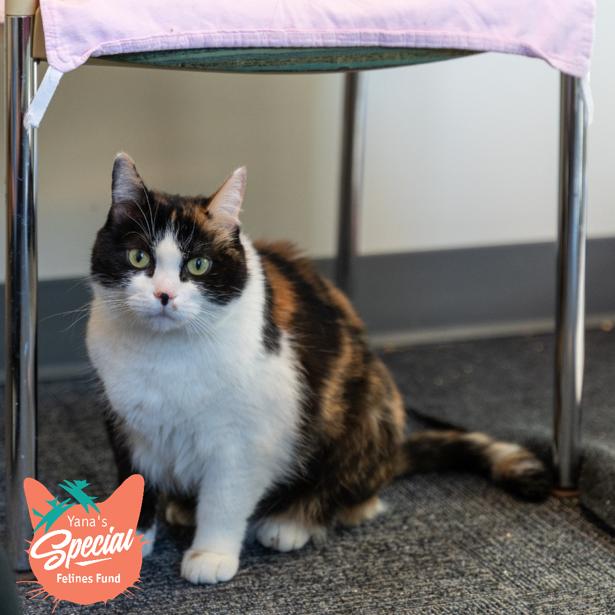 Enlarge Stacky, a Adoptable Domestic Short Hair in Pittsburgh, PA image 3/6