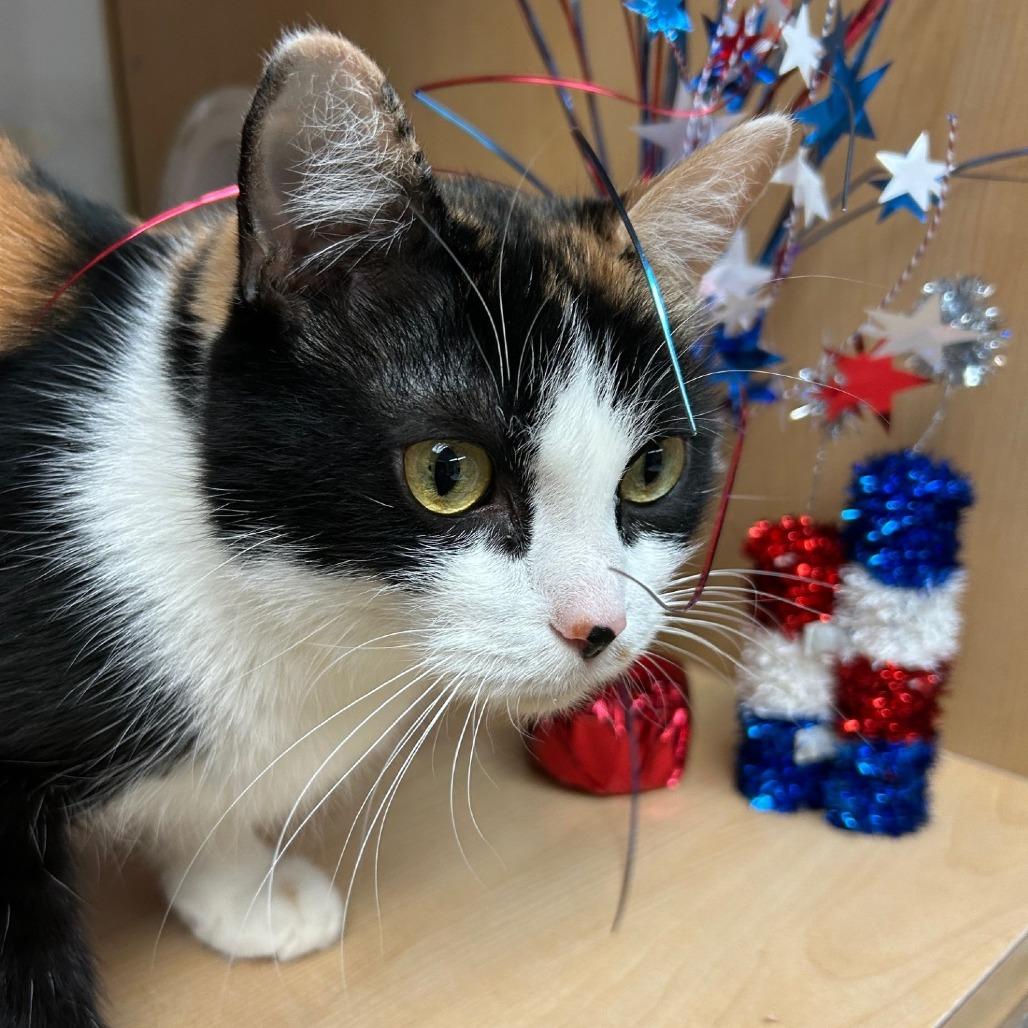 Stacky, Adoptable, Adult Female Domestic Short Hair.