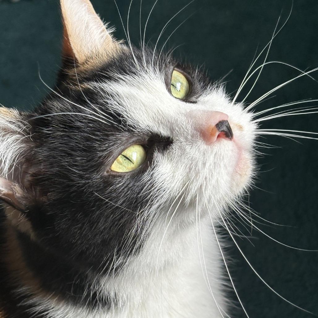 Enlarge Stacky, a Adoptable Domestic Short Hair in Pittsburgh, PA image 5/6