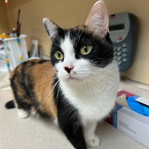 Enlarge Stacky, a Adoptable Domestic Short Hair in Pittsburgh, PA image 6/6