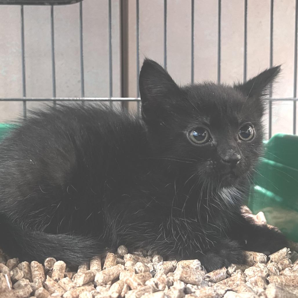 Fawn, Adoptable, Kitten Female Domestic Short Hair.