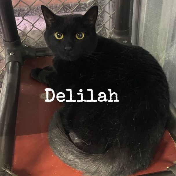 Delilah, an adoptable Domestic Short Hair in Snow Hill, NC_image-1