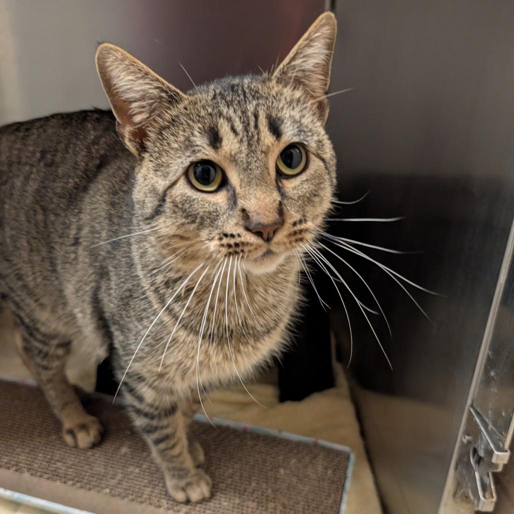 Jasper, Adoptable, Adult Male Domestic Short Hair.